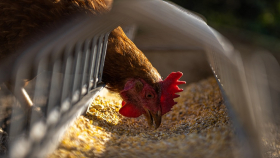 Торговые сети предупредили о повышении цены на яйца и курятину